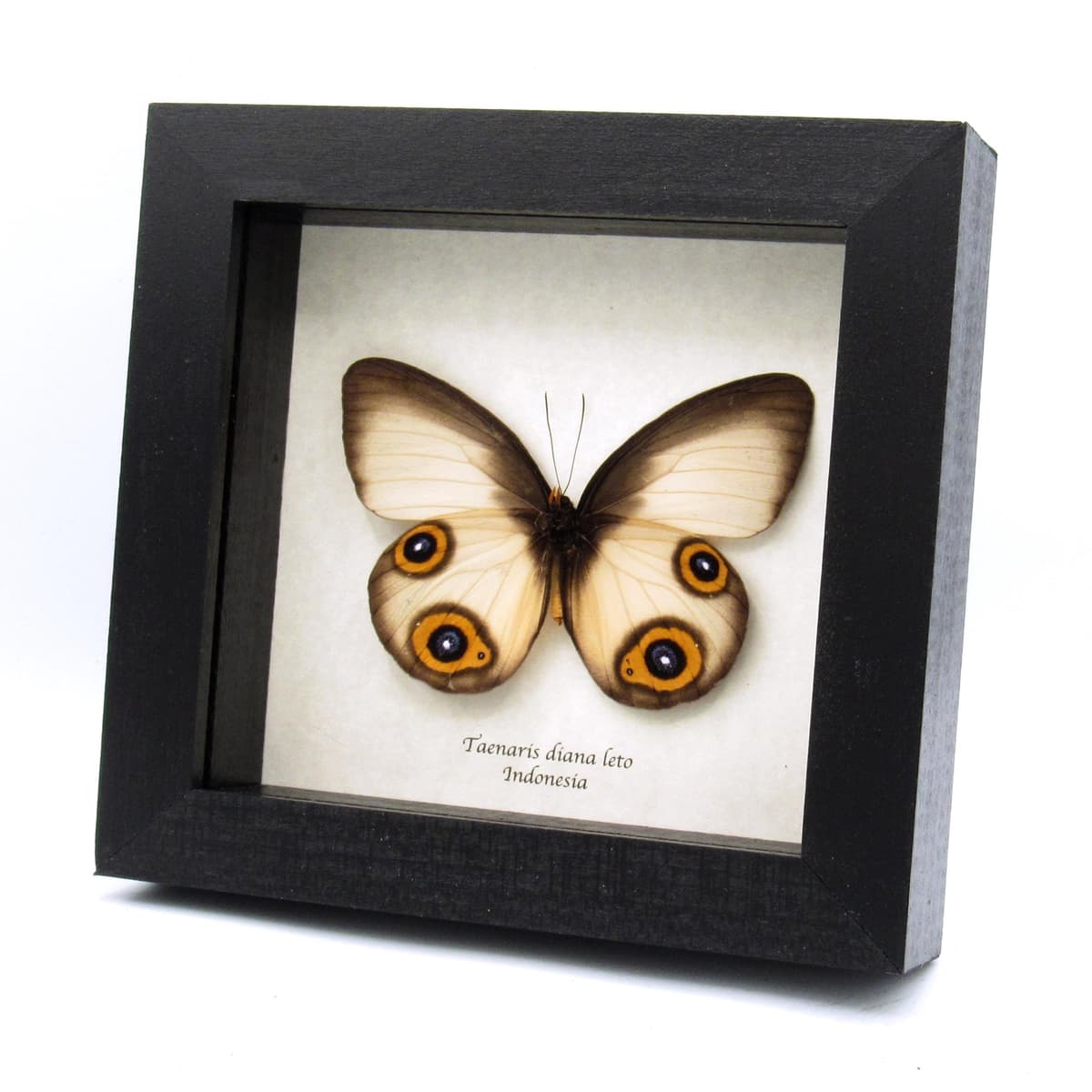 Large Diana Owl butterfly framed specimen - Taenaris diana leto - large female