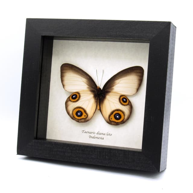 Large Diana Owl butterfly framed specimen - Taenaris diana leto - large female