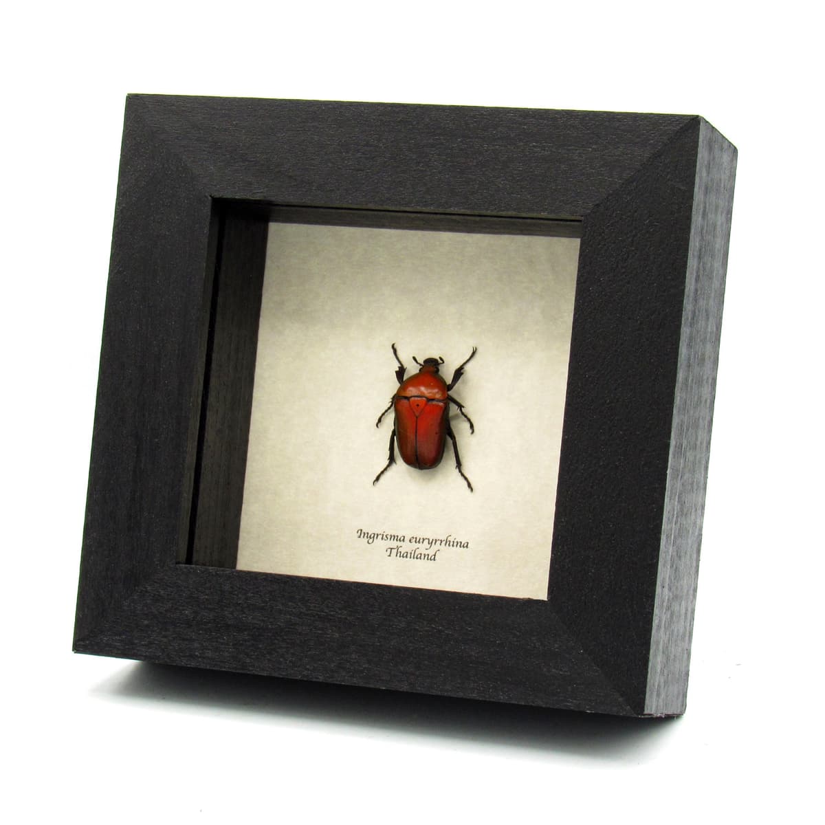 Real metallic red Scarab beetle framed taxidermy - Ingrisma euryrrhina