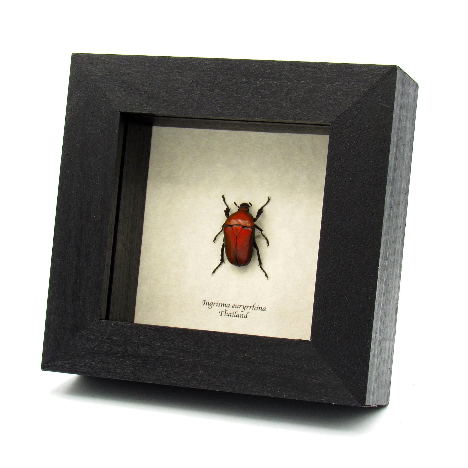 Real metallic red Scarab beetle framed taxidermy - Ingrisma euryrrhina
