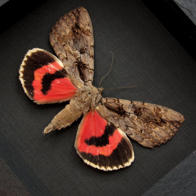 Real red Underwing moth framed taxidermy - Catocala species