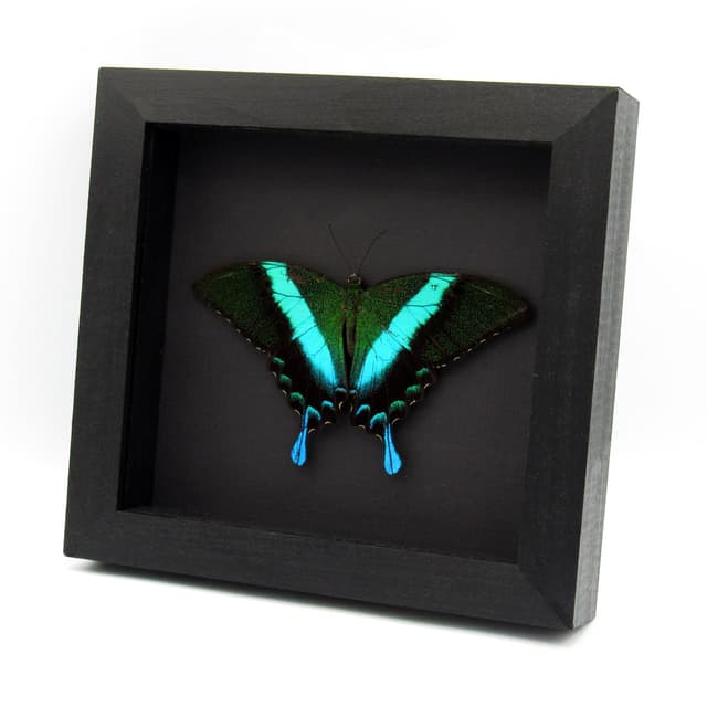 Real Peacock Swallowtail butterfly framed taxidermy - Papilio blumei - Victorian mount