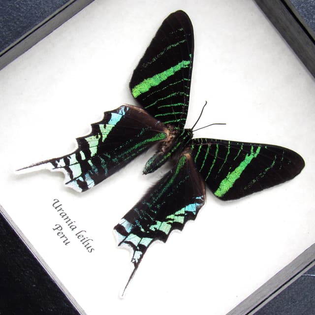 Real metallic moth framed taxidermy - Urania leilus