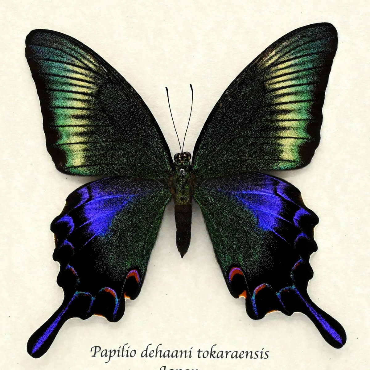 Rare black Peacock butterfly framed taxidermy - Papilio dehaani tokaraensis - large female - Summer form