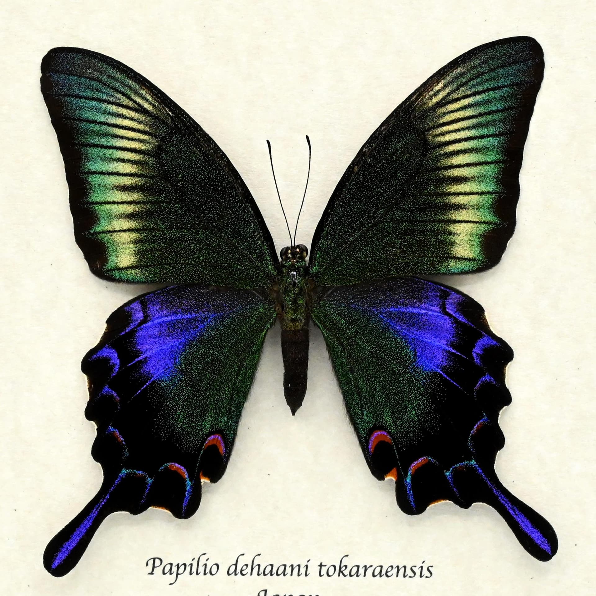 Rare black Peacock butterfly framed taxidermy - Papilio dehaani tokaraensis - large female - Summer form