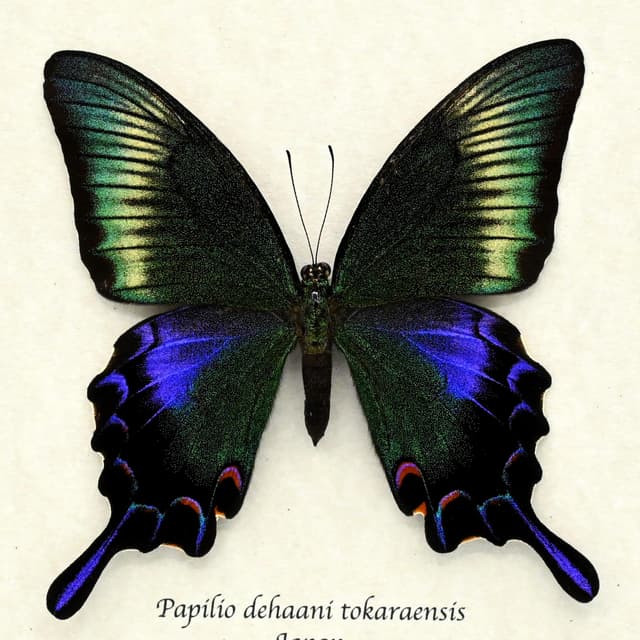Rare black Peacock butterfly framed taxidermy - Papilio dehaani tokaraensis - large female - Summer form