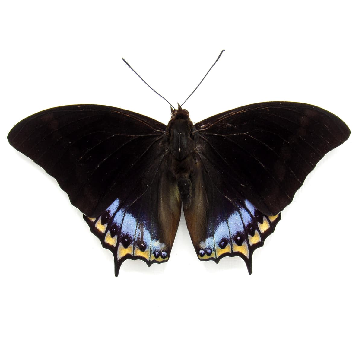 Real framed taxidermy butterfly - Charaxes eurialus - Victorian mount