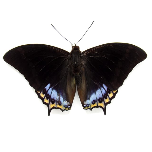 Real framed taxidermy butterfly - Charaxes eurialus - Victorian mount