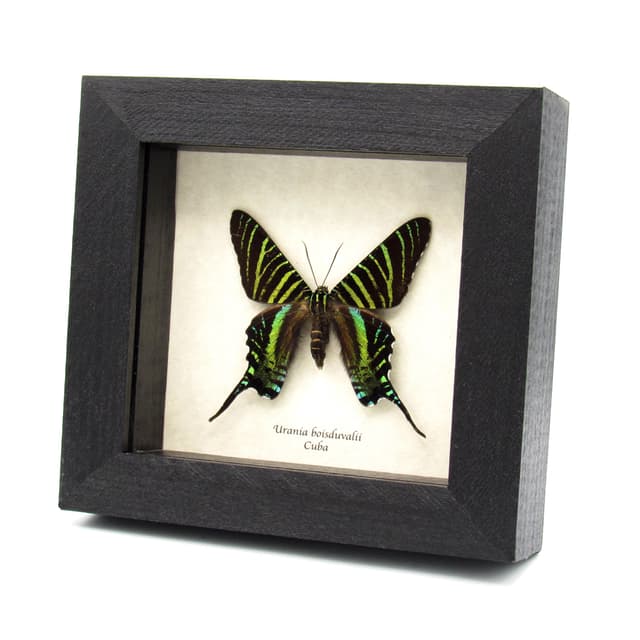 Very rare metallic green moth framed taxidermy - Urania boisduvalii