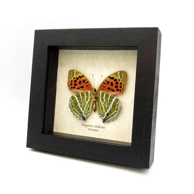 Real Large Silverstripe butterfly framed - Argynnis childreni