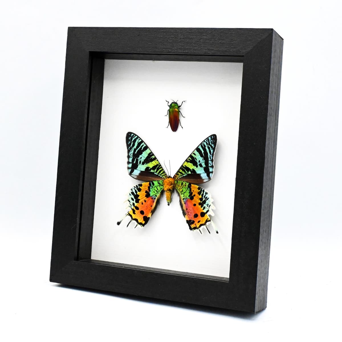 Real rainbow moth and beetle framed specimens - Urania ripheus and Belionota tricolor