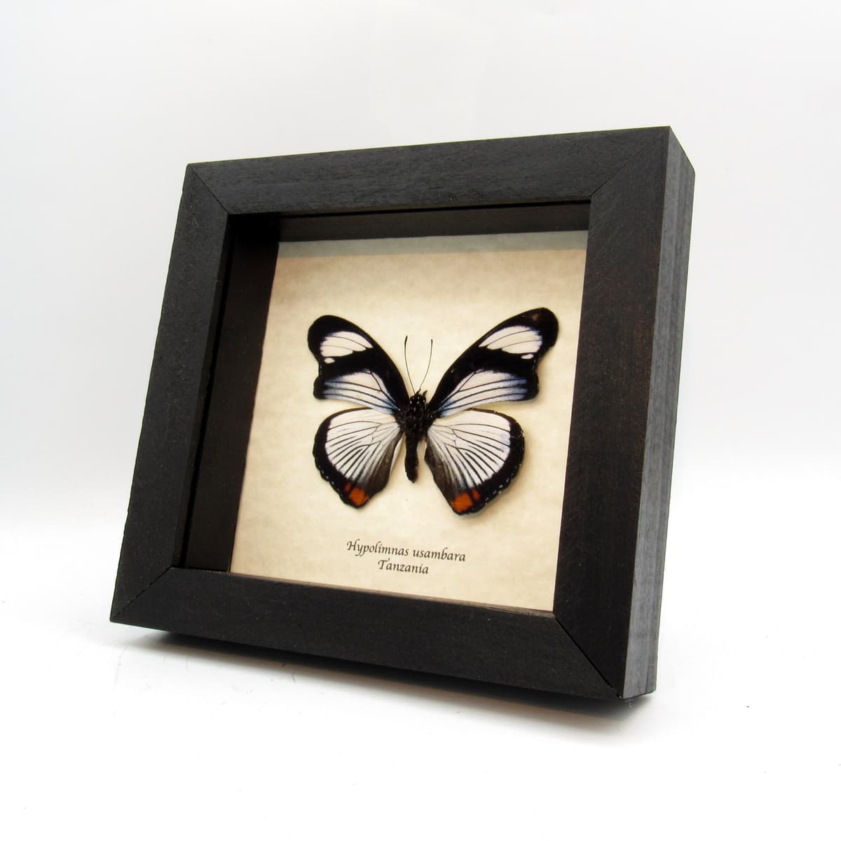 Rare Red Spot Diadem butterfly framed taxidermy - Hypolimnas usambara