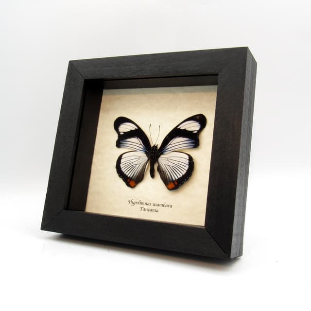 Rare Red Spot Diadem butterfly framed taxidermy - Hypolimnas usambara