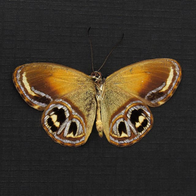 Real metallic gold Satyr butterfly framed taxidermy - Argyronympha gracilipes - Victorian mount