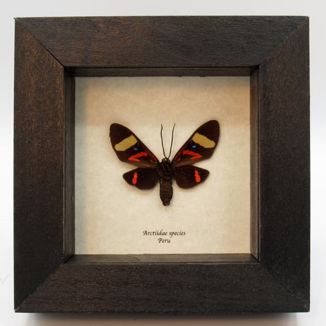 Real Day Flying moth framed taxidermy - Arctiidae species
