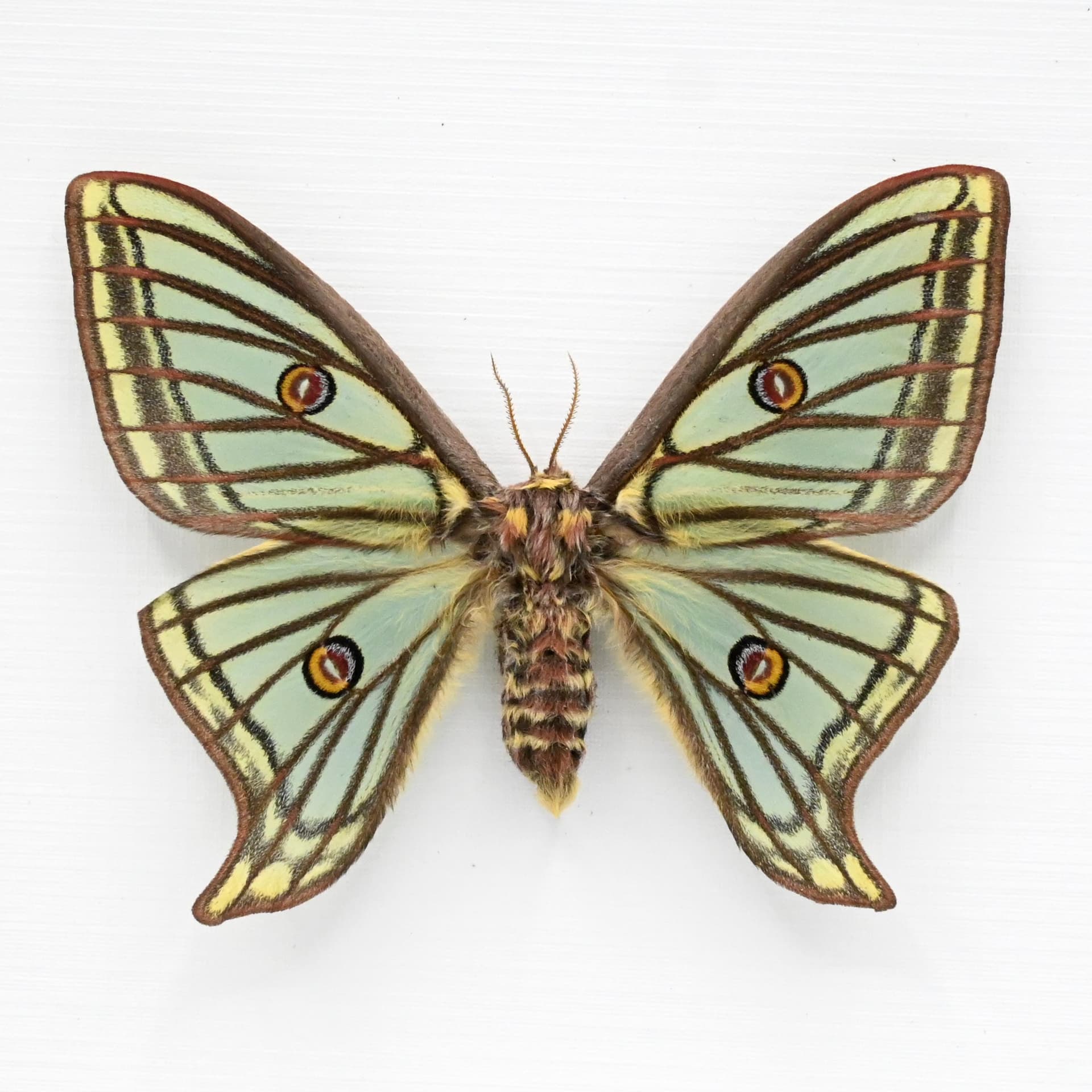 Rare Spanish Moon moth framed taxidermy - Graellsia isabellae - XL female
