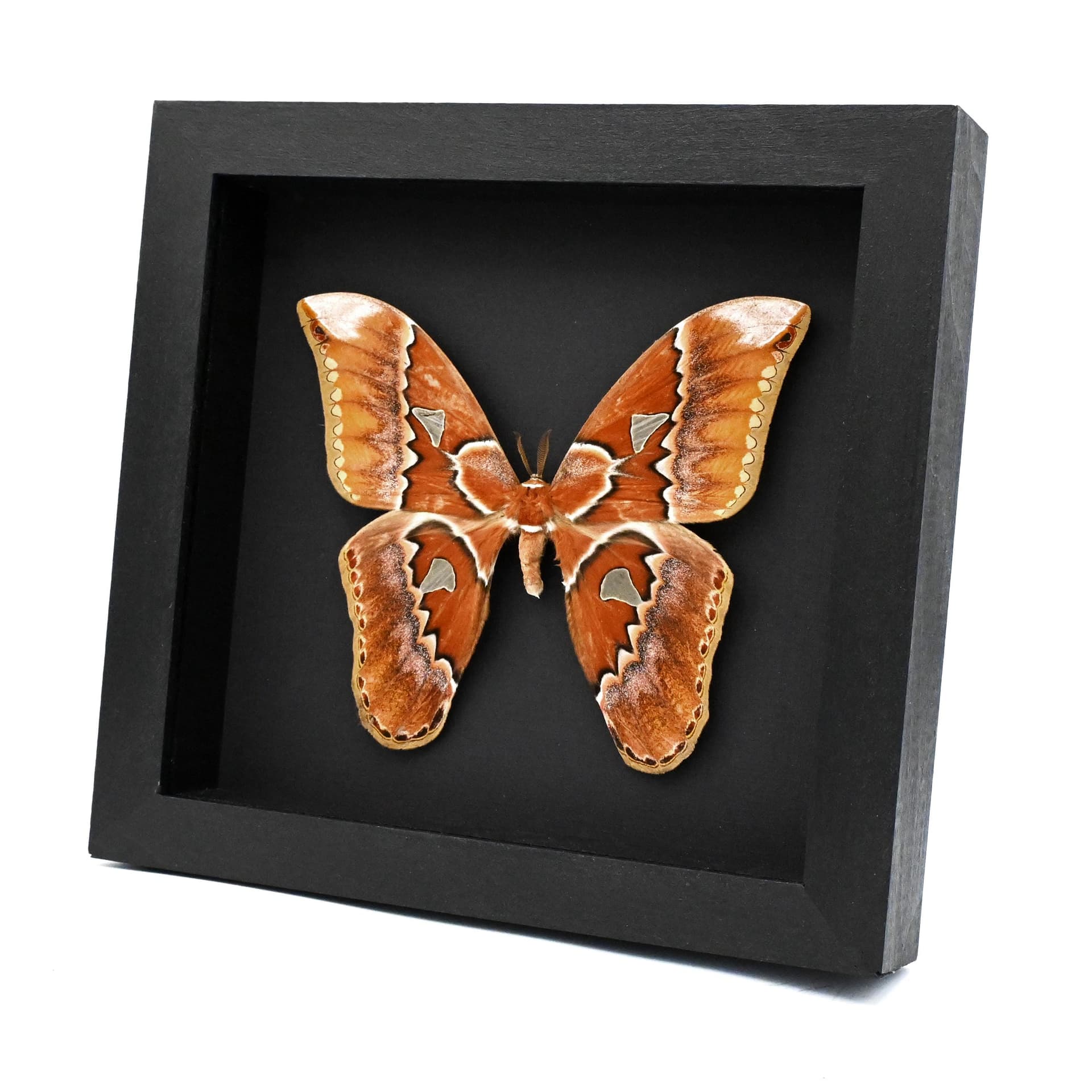 Real GIANT Saturn moth framed taxidermy - Rothschildia triloba