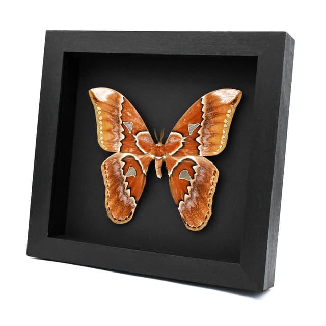 Real GIANT Saturn moth framed taxidermy - Rothschildia triloba