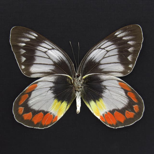 Rare pale lavender Delias butterfly framed taxidermy - Delias mitisi - large female
