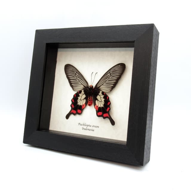 Real red Swallowtail butterfly framed taxidermy - Pachliopta oreon