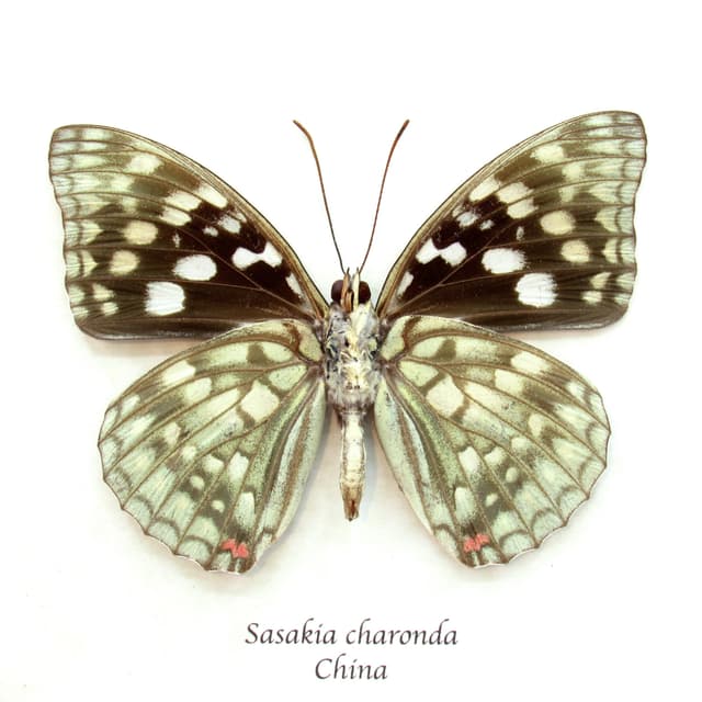 Real Japanese Emperor butterfly framed taxidermy - Sasakia charonda