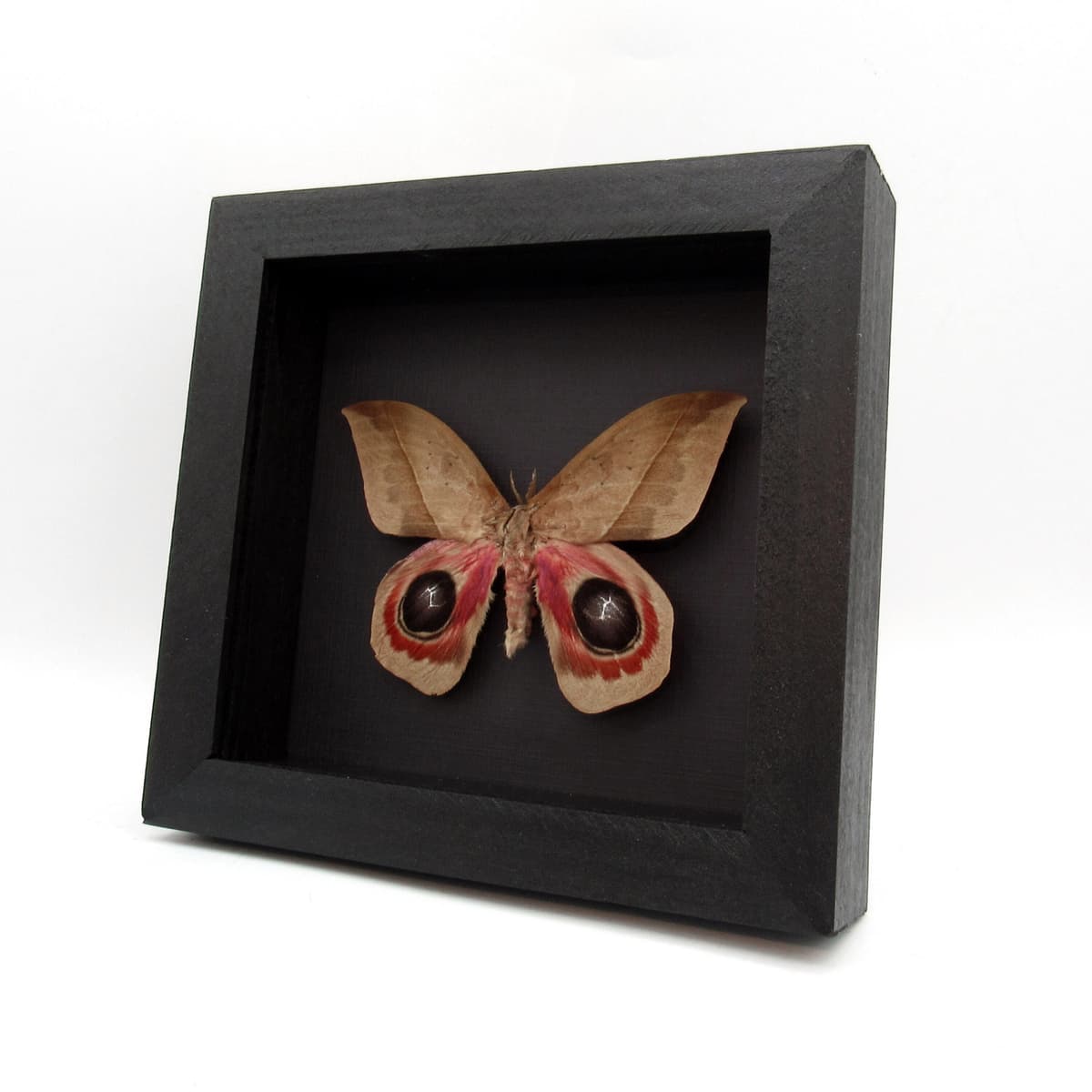 Real Giant Saturn moth framed taxidermy - Automeris metzli