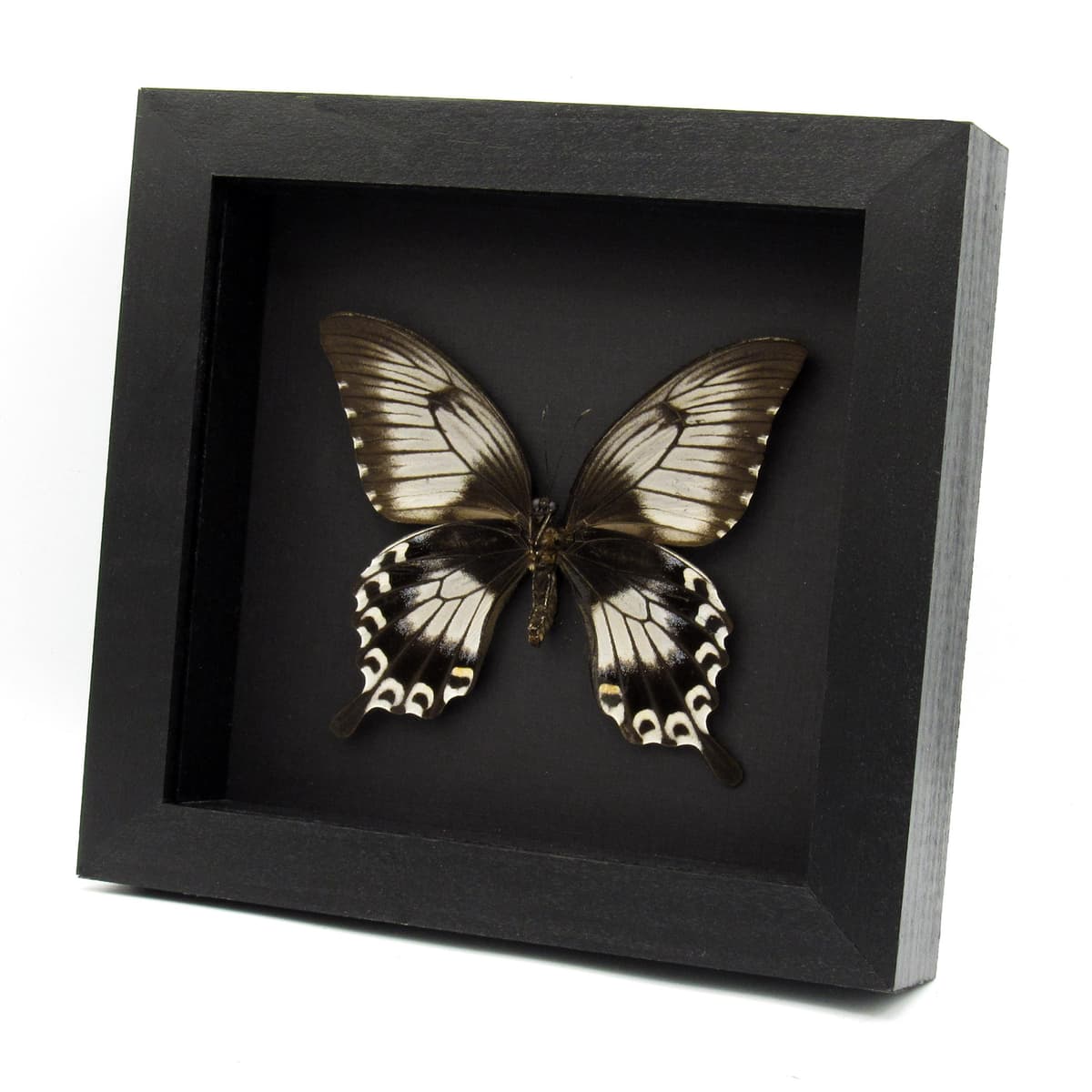 Real giant swallowtail butterfly framed taxidermy - Papilio ascalaphus - large female