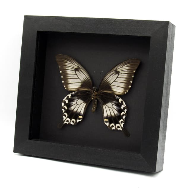 Real giant swallowtail butterfly framed taxidermy - Papilio ascalaphus - large female