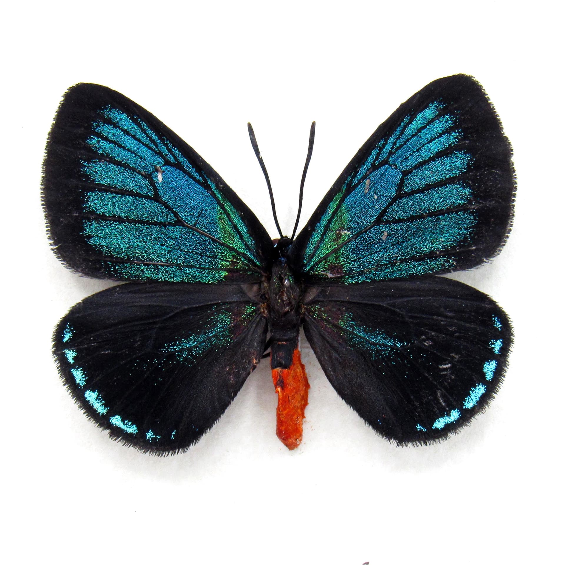 Real Coontie Hairstreak butterfly framed taxidermy - Eumaeus atala