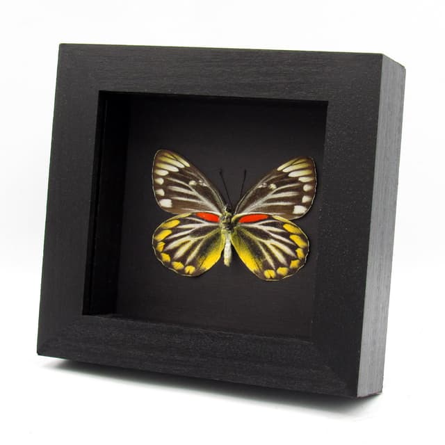 Real yellow Delias butterfly framed taxidermy - Delias oraia - female