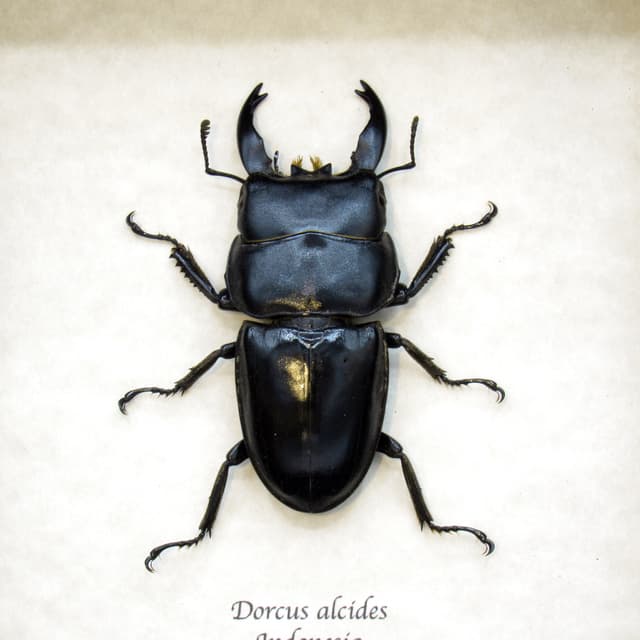 Real black Stag beetle framed taxidermy - Dorcus alcides