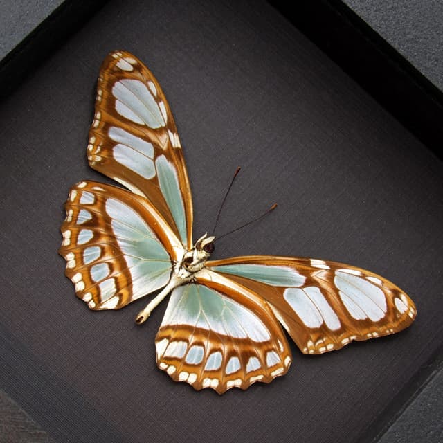 Real large female Silver Longwing butterfly framed taxidermy - Philaethria dido