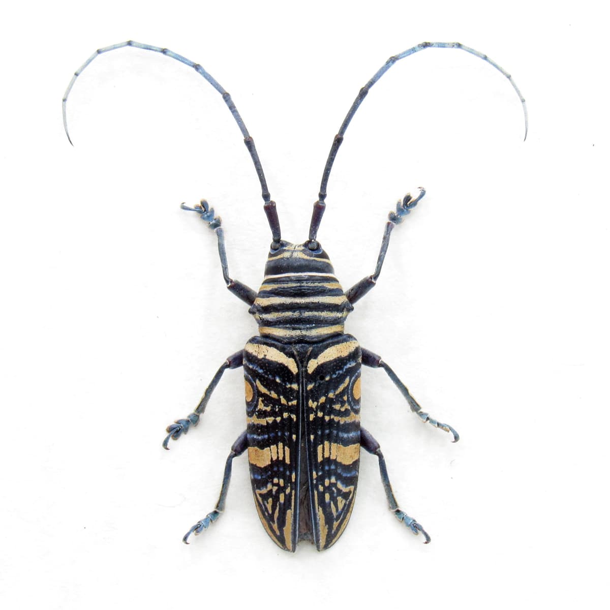Real Hieroglyphic Longhorn beetle framed taxidermy - Zographus hieroglyphicus - female