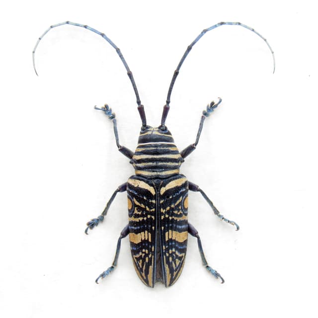 Real Hieroglyphic Longhorn beetle framed taxidermy - Zographus hieroglyphicus - female