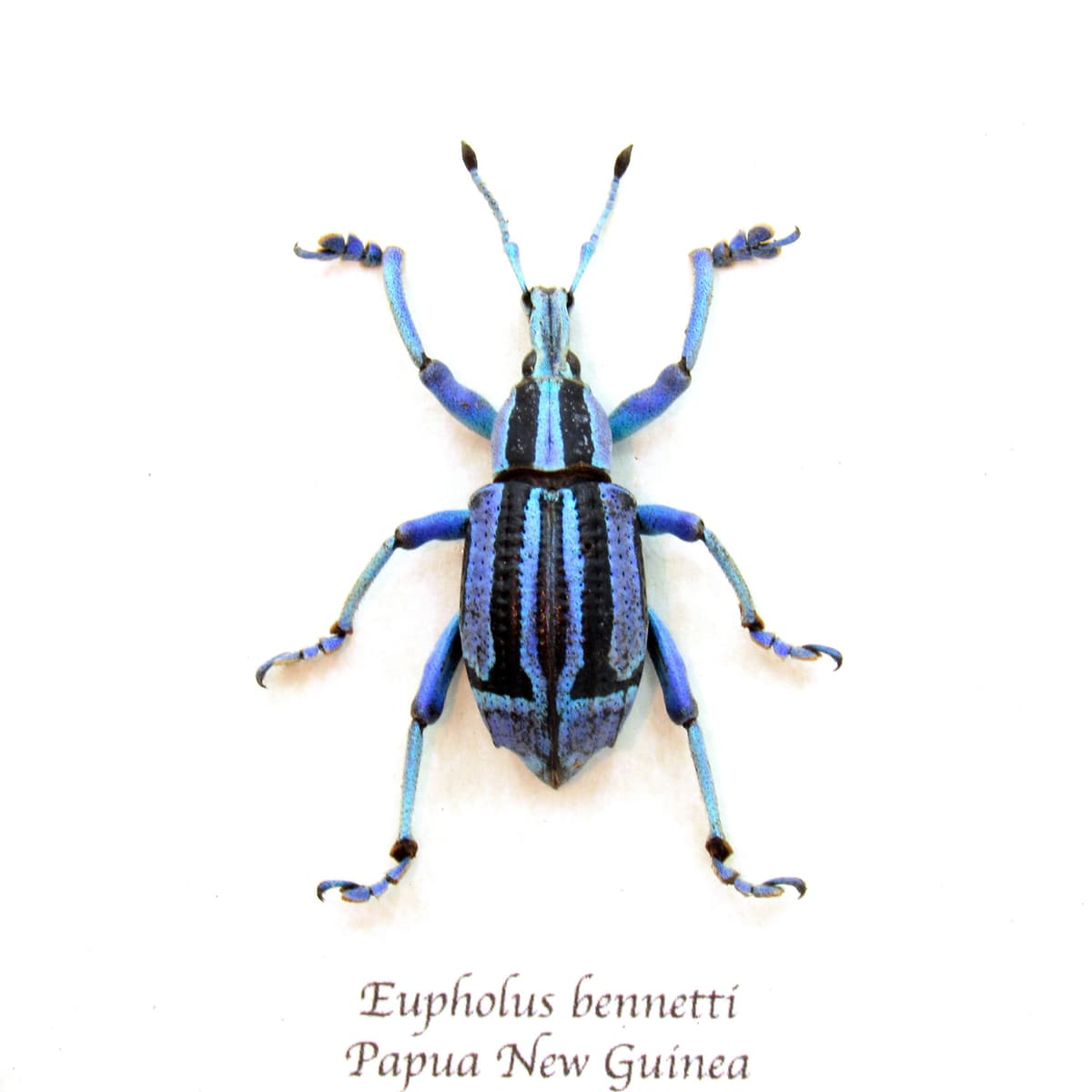 Rare blue and purple Weevil framed taxidermy - Eupholus bennetti