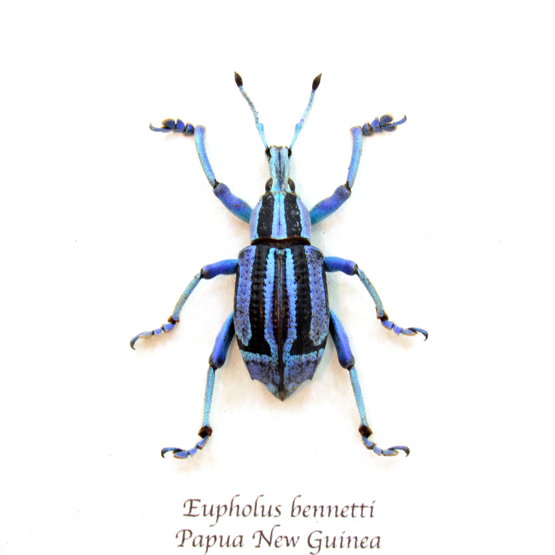 Rare blue and purple Weevil framed taxidermy - Eupholus bennetti