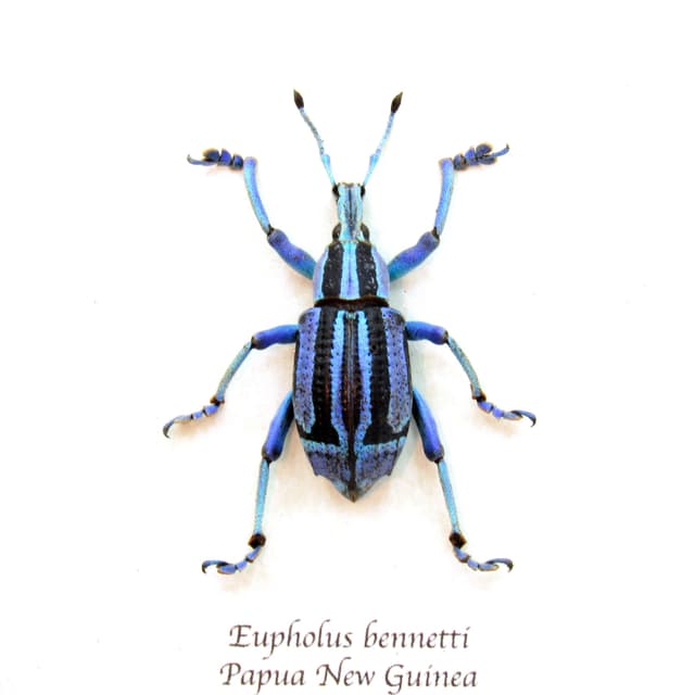 Rare blue and purple Weevil framed taxidermy - Eupholus bennetti