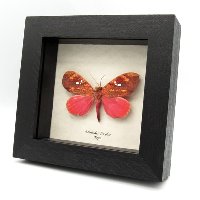 Rare hot pink fruit sucking moth framed taxidermy - Miniodes discolor - minor damage