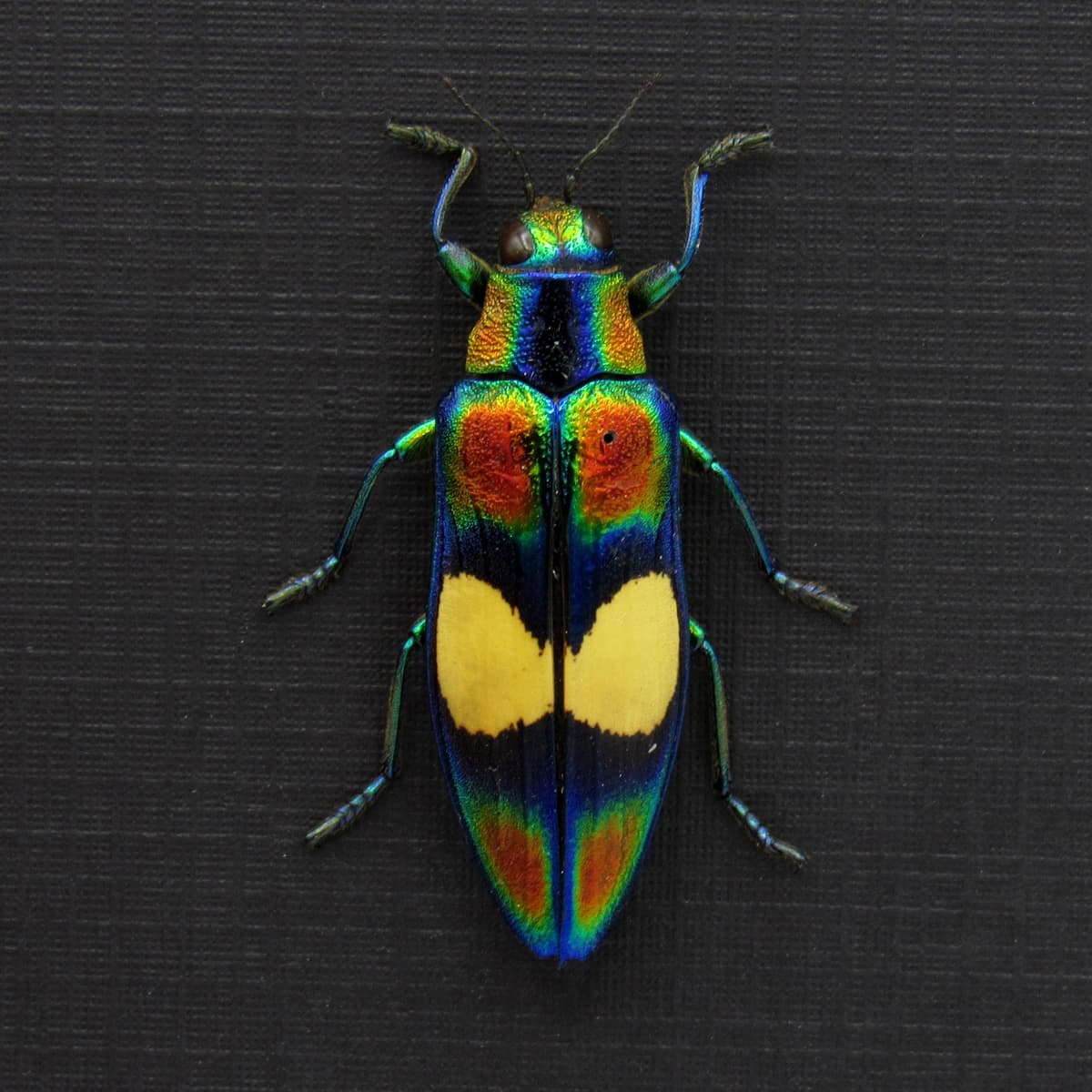Real metallic rainbow beetle framed taxidermy - Chrysochroa ephippigera