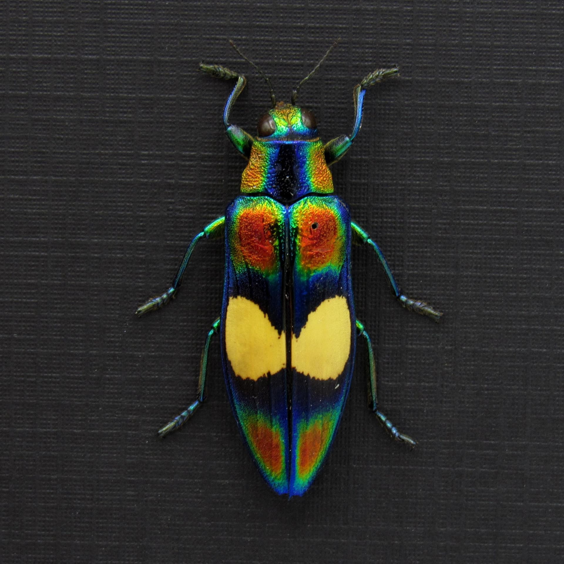 Real metallic rainbow beetle framed taxidermy - Chrysochroa ephippigera