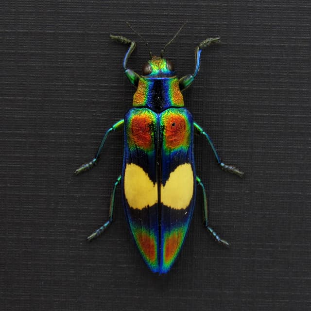 Real metallic rainbow beetle framed taxidermy - Chrysochroa ephippigera