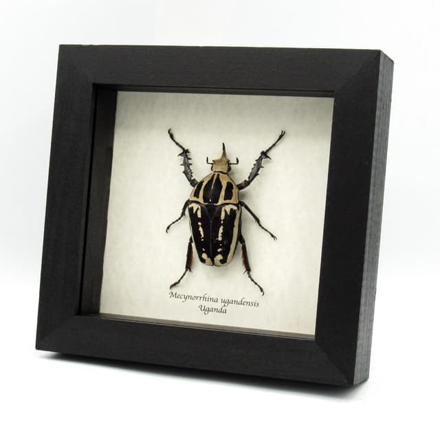 Rare large purple Scarab beetle framed taxidermy - Mecynorrhina ugandensis