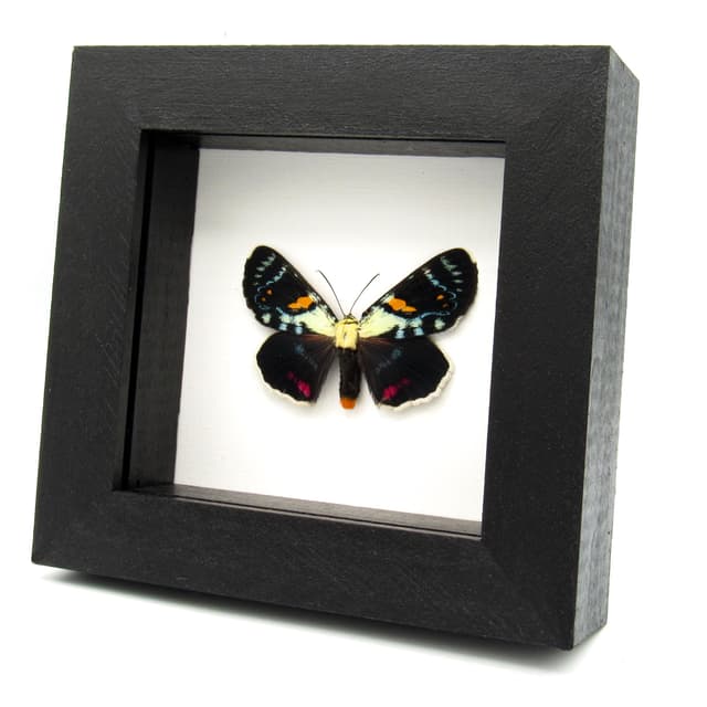 Rare Australian Joseph's Coat moth framed specimen - Agarista agricola - large female