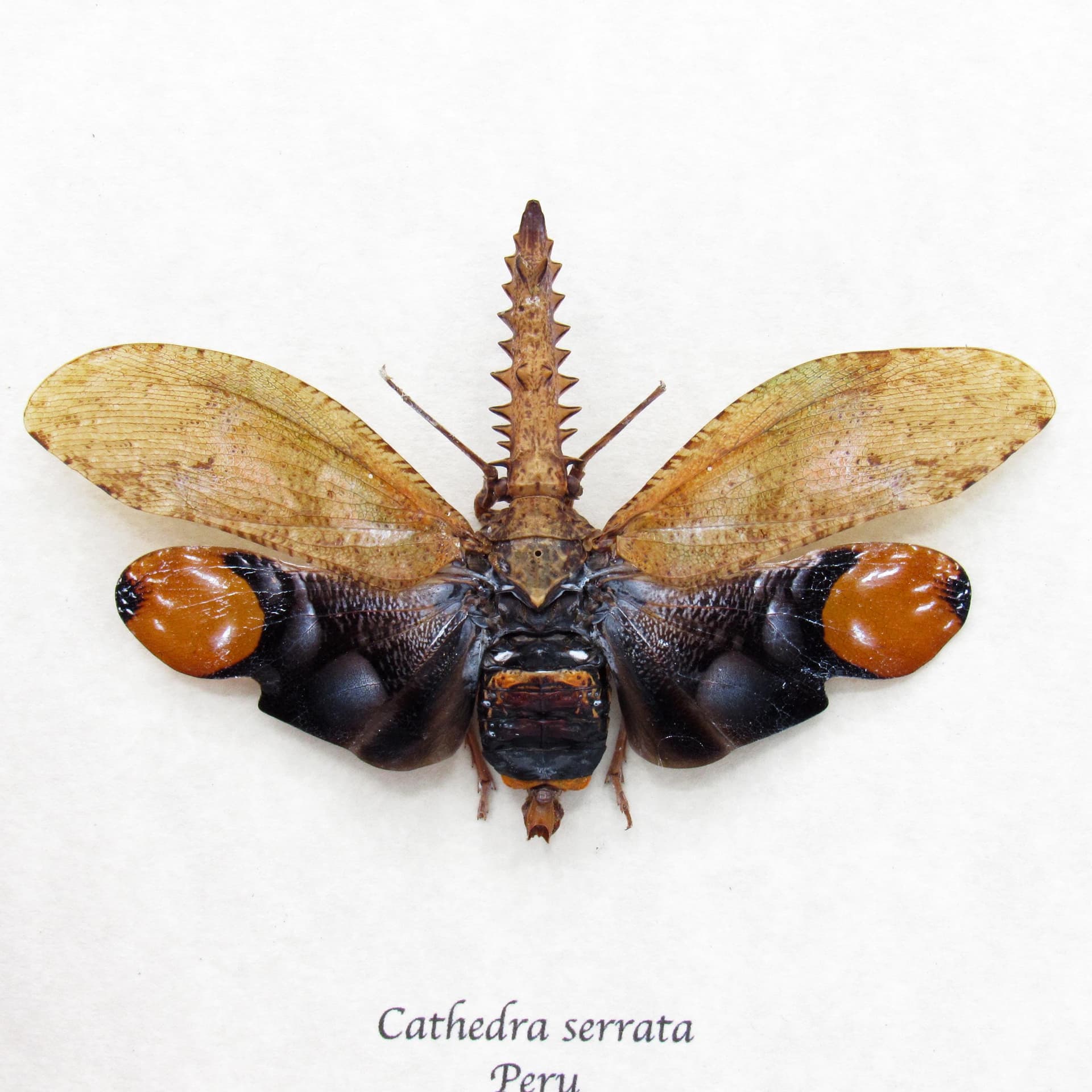 Real bizarre Saw Nosed Planthopper framed taxidermy - Cathedra serrata