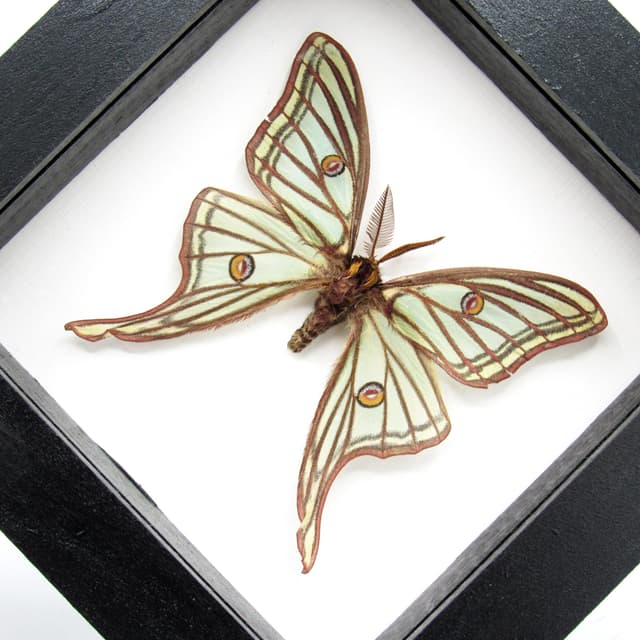 Rare Spanish Moon moth framed taxidermy - Graellsia isabellae