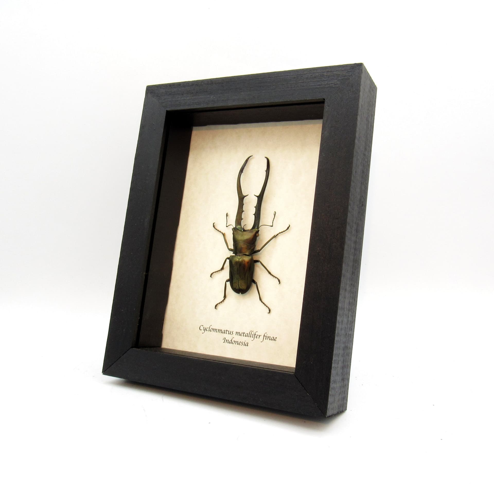 Real XL Stag beetle framed taxidermy - Cyclommatus metallifer finae