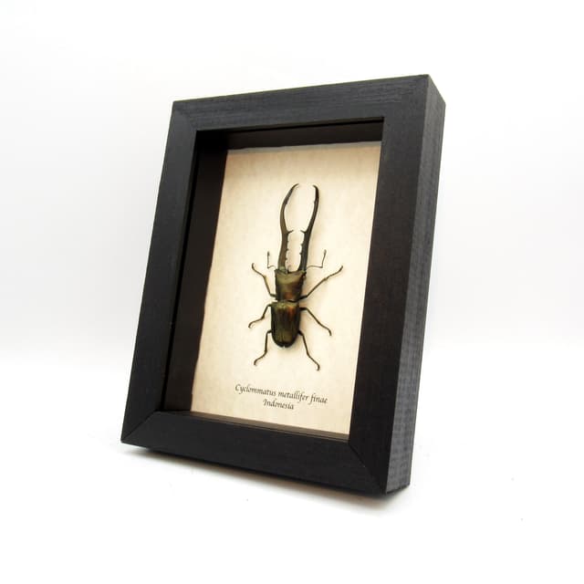 Real XL Stag beetle framed taxidermy - Cyclommatus metallifer finae