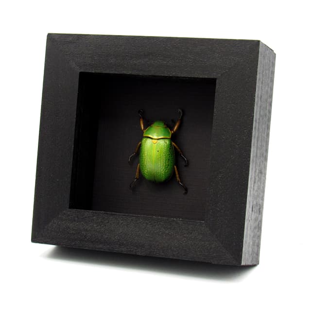 Rare large metallic Gold Speckled Jewel Scarab beetle framed taxidermy - Chrysina spectabilis