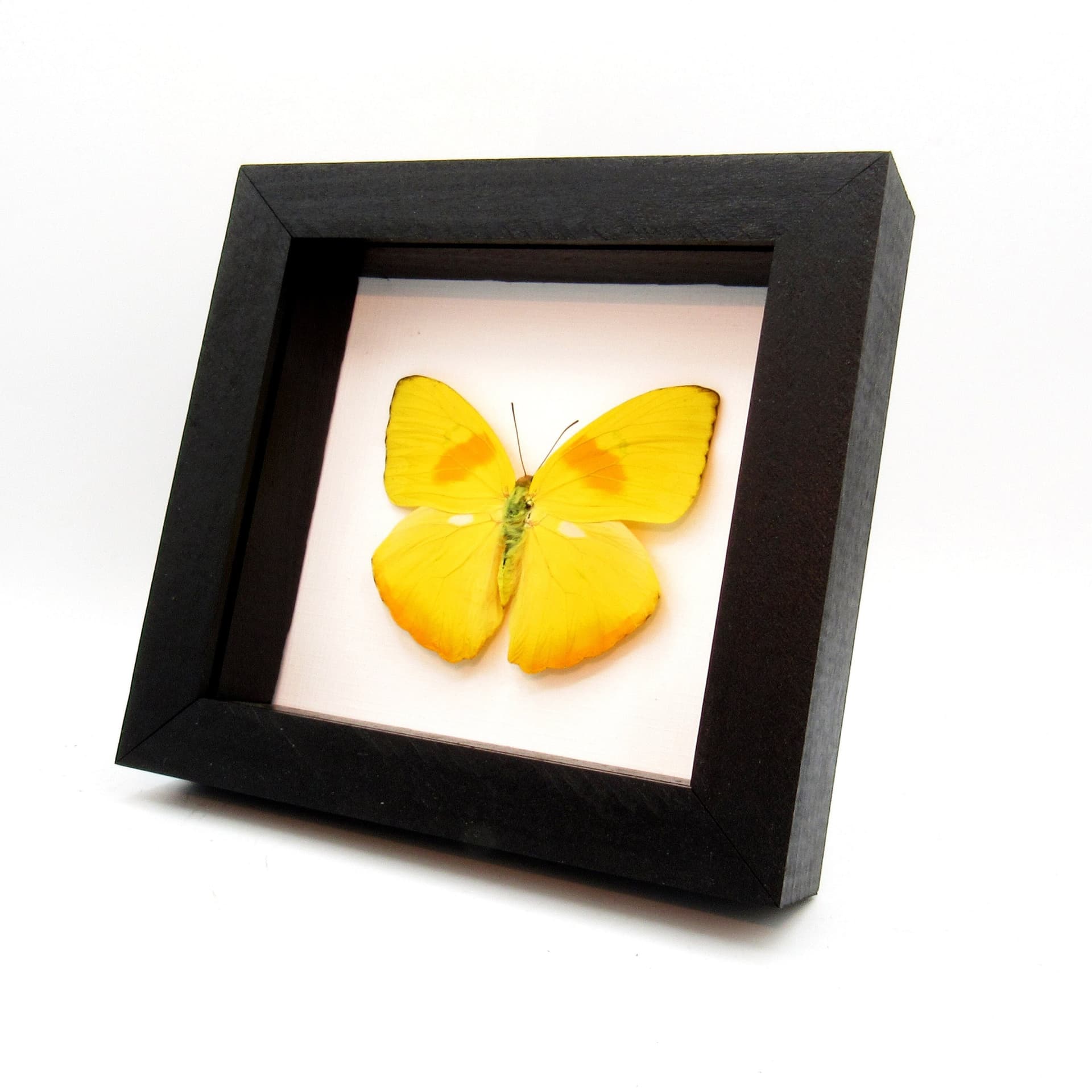 Real yellow butterfly framed taxidermy - Phoebis philea