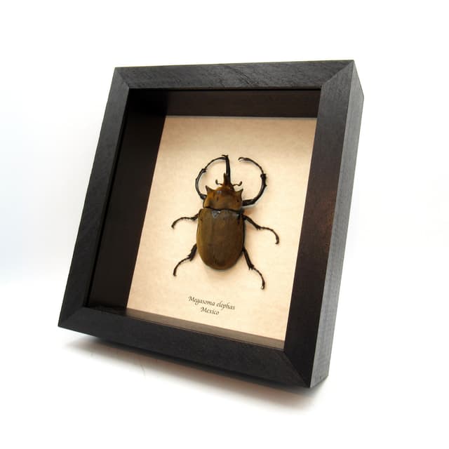 Real large Elephant Rhinoceros beetle framed taxidermy - Megasoma elephas